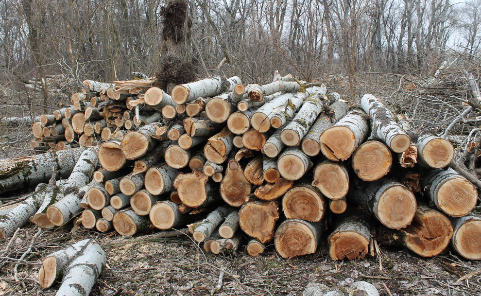 дрова из тополя в Терновском лесу