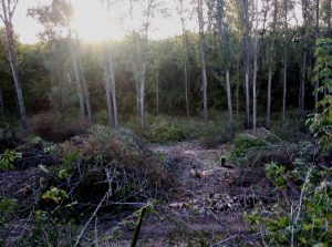 Приднестровье - рубка леса в Кицканах