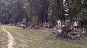 Пни в Кицканах у Днестра