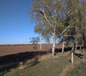 Березки на трассе Бендеры-Тирасполь