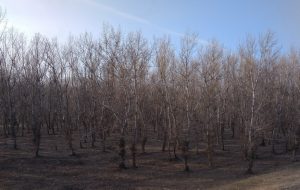 Спея - тополя 2019