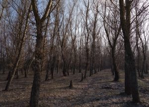 Спея 2 тополя