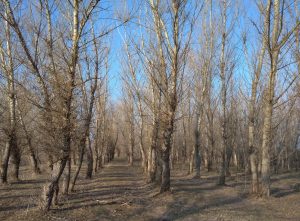 Тополя слева от Спеи