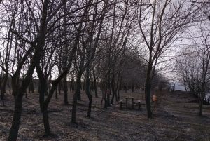 Тополя у Днестра. Село Спея.