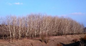 Спея - тополя у Днестра