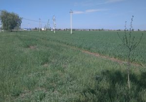 Березы Тирасполь - Парканы