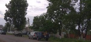 Суклея Тополя