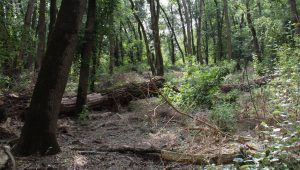 Лес у Кицкан