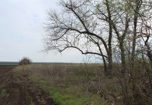 Вырубка у Ближнего Хутора