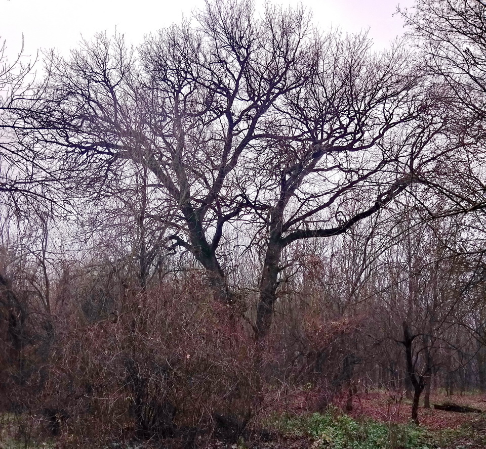 Старинный дуб - кицканский лес