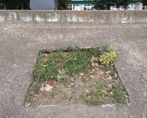 Набережная Тирасполя - место для дерева