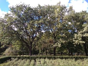 Парк победы ПМР