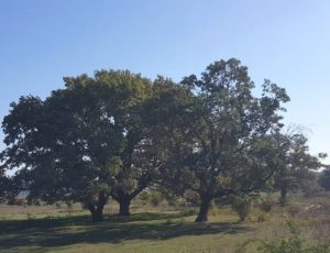 Дубы в Индии