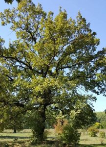 Дубы в селе Индия