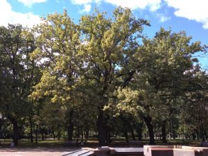 Дубы Парк Победы