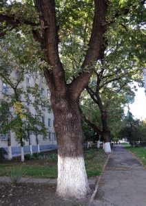 Дуб у отеля Старые Бендеры