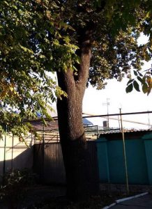 Метровый ствол дуба