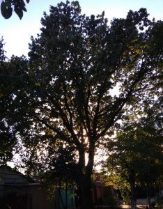 Дуб в Тирасполе в центре