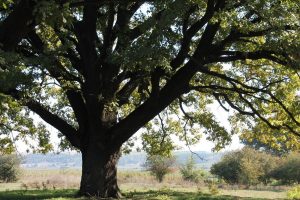 Индия в ПМР - дуб