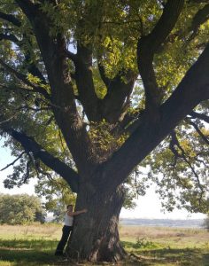 Вековой огромный дуб