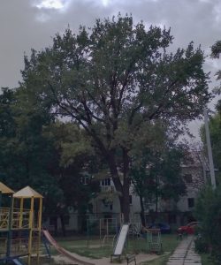 Дуб 200 лет - Тирасполь