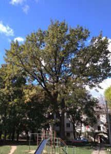 Дуб красные казармы