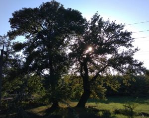 Дуб на трассе Тирасполь-Кицканы