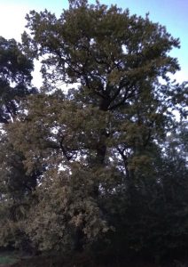 Дуб в Кицканах у дамбы