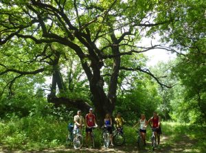 Дуб 300 лет в Турецком лесу