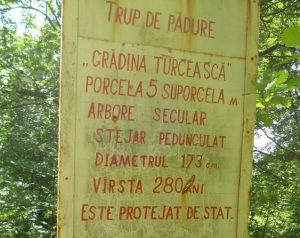 Дуб 300 лет в Турецком лесу - табличка