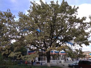 Дуб в центре Бендер