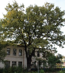 Дуб Бендеры - школа 1