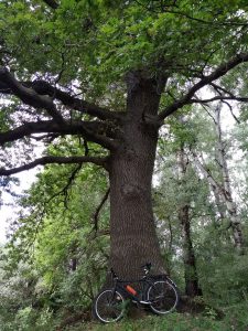 Как узнать возраст дуба