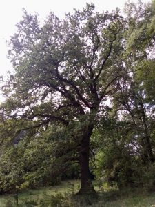 Дуб в Кицканах на берегу Днестра - 200 лет