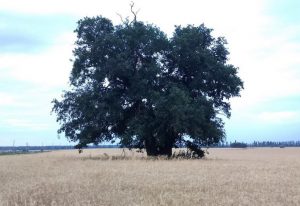 Дуб 500 лет Кицканы