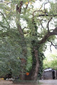 Дуб в Меренештах