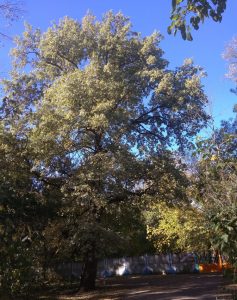 Дуб у Спартака