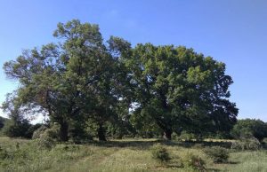 Дубы у Спеи