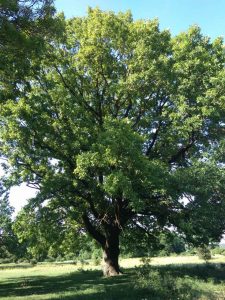 Дуб у Спеи и Индии