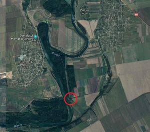 Дубы в Индии