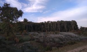 Вырубка леса в Кицканах