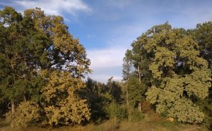 Вековые дубы в ПМР