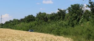 Дубоссары лес