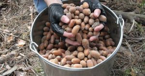 Сбор желудей