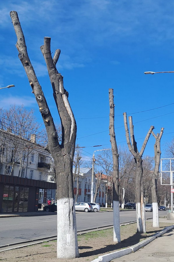 Деревья в Тирасполе по Шевченко