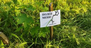 Акция полива саженцев деревьев в жару