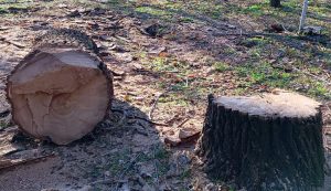 Тирасполь. Спиленный дуб.