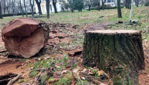 Спиленный дуб в парке Победы