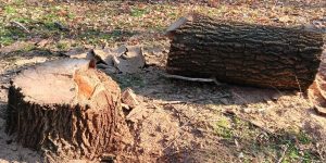 Спиленный дуб в парке Победы