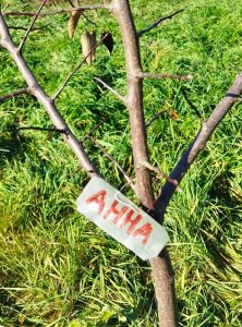 Именная табличка на дерево - Аня